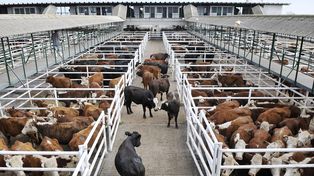 El campo le pide al gobierno que no avance contra el instituto de la carne