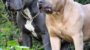 Insistirán en regular la tenencia de perros peligrosos en la provincia