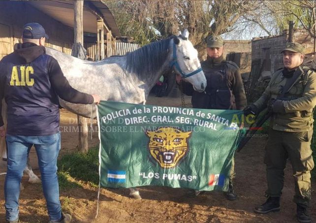 Un caballo pura sangre habría sido comprado con el dinero proveniente del narcotráfico.