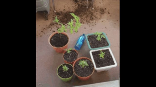 Las mascotas se comieron las platas de marihuana de su dueña y así quedaron