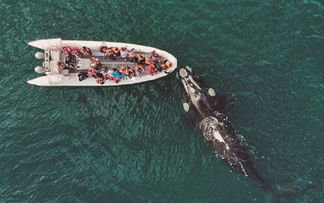 El avistaje de ballenas en el Golfo San Matías se consolida como una de las experiencias más impactantes de la costa rionegrina durante el invierno.  