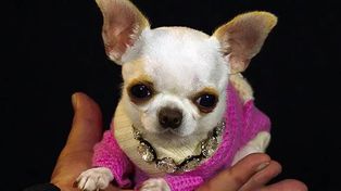 Récord Guinness: un chihuahua