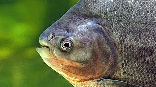 Peces De Rio Parana Pacu