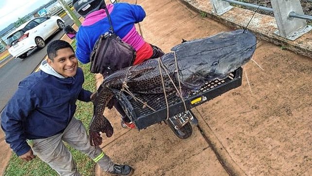 El pescador ató el surubí en la parte trasera de la moto y se lo llevó a su casa