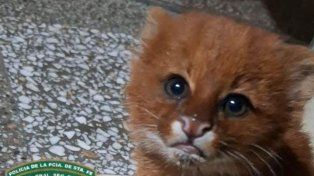 Un cachorro de puma yaguarundí rescatado en San Justo