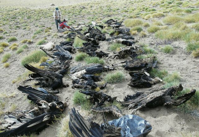 Desastre. La matanza de cóndores ocurrió en Malargüe. El caso causó gran impacto en todo el país.&nbsp;