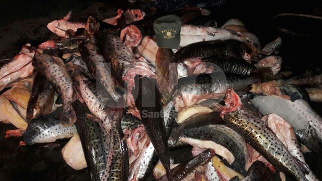 Secuestraron y desnaturalizaron 700 kilos de pescado no apto para consumo humano