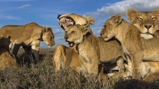 National Geographic presentó sus mejores fotografías de vida salvaje