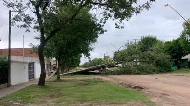 Temporal causó estragos en Paraná: árboles caídos, cortes de luz y daños en casas