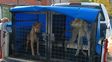 En lo que va del año la Municipalidad intervino en 740 casos de maltrato animal