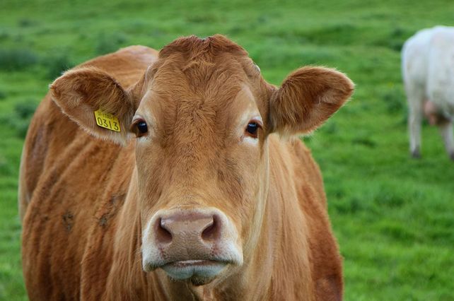 16 millones de estadounidenses creen que la leche chocolatada sale de vacas marrones