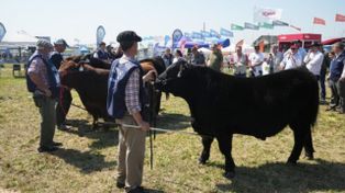 El miércoles 23, desde las 10.30, se realizará la Jura Junior, en la que los Mini Angus podrán ingresar a la pista y participar junto a un animal.