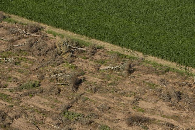 Argentina sigue en el ranking de los 10 países que más destruyen sus bosques