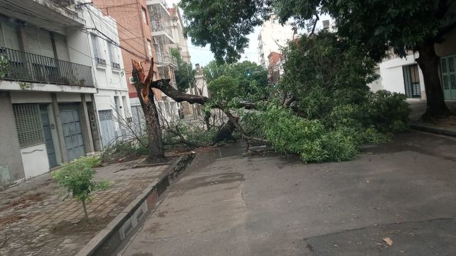 Temporal en Rosario: árboles y ramas caídas, voladuras de techos y ...