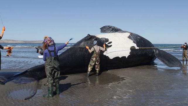 Chubut: ya son 13 las ballenas australes muertas