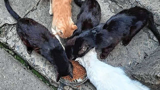 Relevaron al menos 15 colonias de gatos y saldrán a castrarlos para frenar la superpoblación