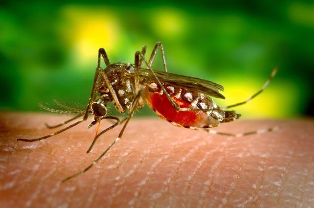 El peligroso mosquito Aedes aegypti