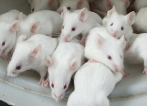 Expertos logran que c&eacute;lulas clonadas traten Parkinson en ratones
