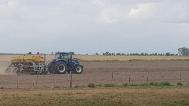 Soja. La intención de siembra se estimó en 1.100.000 ha