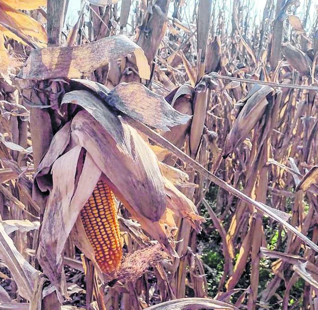 Maíz atento. Los productores esperan la evolución de la lluvia para encarar la siembra del cereal.
