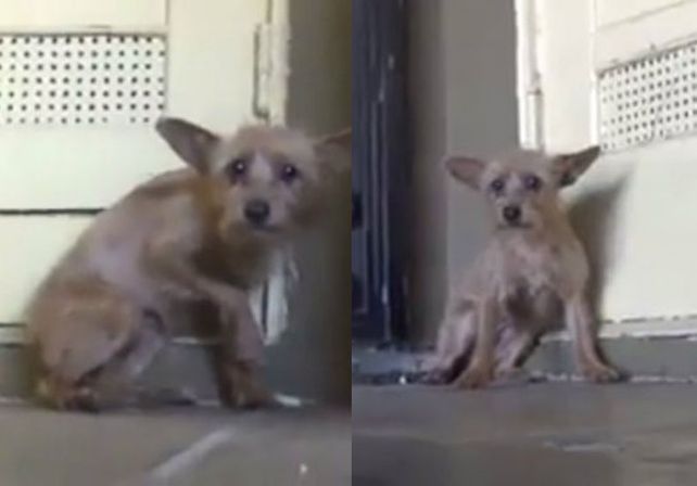Rescataron a un diminuto perro de la calle y su transformación fue emocionante