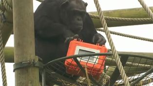 Estrenar&aacute;n la primera pel&iacute;cula filmada por chimpanc&eacute;s