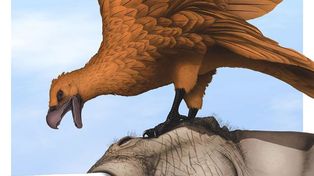 Descubrieron en el país los fósiles de las aves voladoras más gigantescas de todos los tiempos