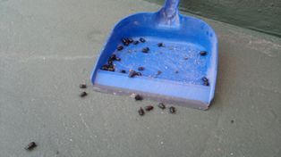 Invasión de cascarudos en Rosario: Salen solamente para buscar al sexo opuesto y copular