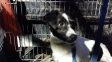 Maltrato animal en Rosario: proponen protocolos de actuación y campañas educativas