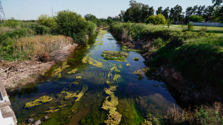 La eutrofización, uno de los fenómenos que se da en el arroyo Ludueña y que desplaza a la flora característica del curso de agua.