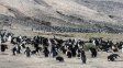 Una isla hedionda era récord en cantidad de pingüinos, pero desapareció el 60 %