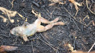 La rana criolla es una de las especies afectadas por los incendios en el Paraná Medio. Foto: UNL.