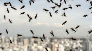 Una invasión de hormigas voladoras sorprendió en Santa Fe y en Entre Ríos