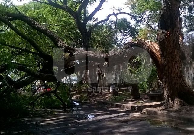 Los carribares de la Costanera quedaron bajo los árboles