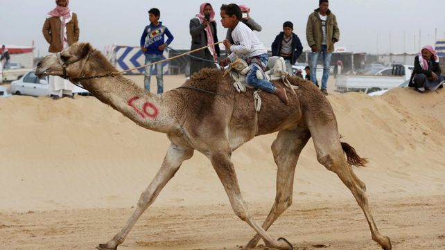 Carreras de camellos en el desierto de Egipto