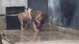 revelan las razones que llevaron a un joven a arrojarse a la jaula de los leones en chile