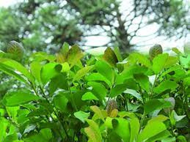 En busca de un árbol perdido