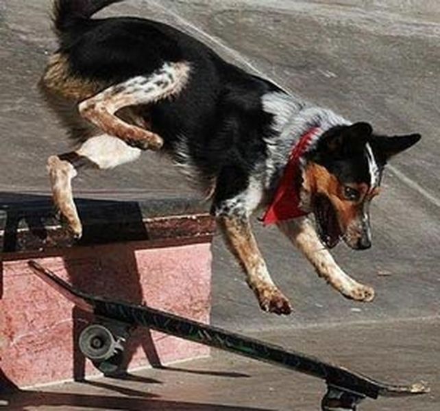 Jumpy patina sobre una tabla de skateboarding con más destreza que muchos humanos.