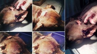 Un nuevo caso de maltrato animal conmueve a una ciudad santafesina
