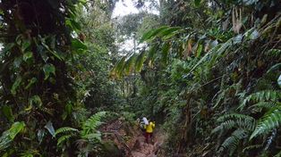 Descubren 47 especies de flora y fauna en Colombia