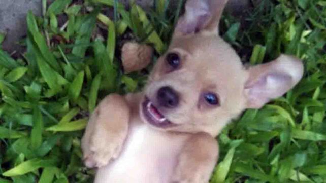 Apareció Timoteo, el perrito que era buscado por Tobías de 6 años