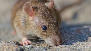 El Boletín Epidemiológico Nacional 789, da cuenta de un aumento de casos de hantavirus en Entre Ríos y con mayor mortalidad. Se mantienen los números de dengue
