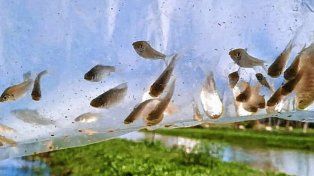 Peces y camarones para controlar poblaciones de mosquitos