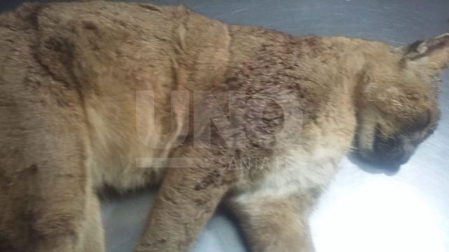 Rescataron a puma herido con disparos en la cabeza