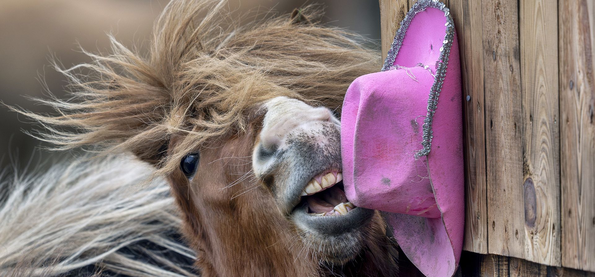 Un caballo islandés hace muecas con un sombrero rosa colocado en un puesto de una ganadería en Wehrheim, cerca de Frankfurt, Alemania, el viernes 24 de enero de 2025. (Foto AP/Michael Probst) Un caballo islandés hace muecas con un sombrero rosa colocado en un puesto de una ganadería en Wehrheim, cerca de Frankfurt, Alemania, el viernes 24 de enero de 2025. (Foto AP/Michael Probst)