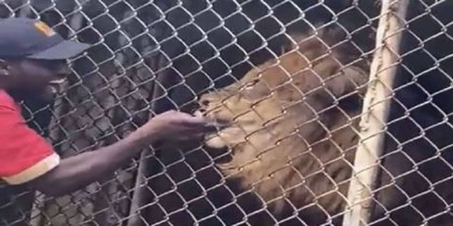 El hombre quiso bromear al león