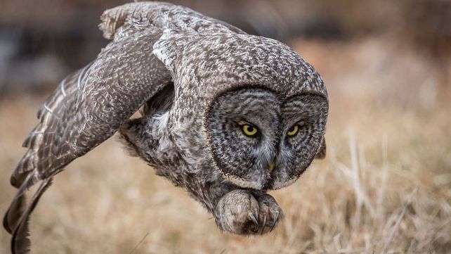 Las mejores fotos de la naturaleza de 2017 premiadas por National Geographic