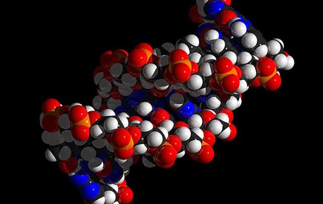 Descubren un nuevo antepasado de los humanos