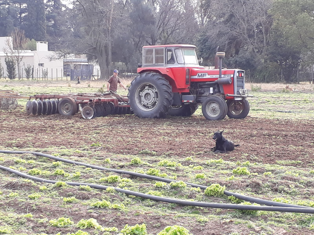 La necesidad actual es de 20 hectáreas de campos sembrados con verduras y sólo siete son las hectáreas sembradas