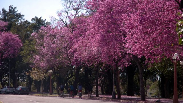 Árboles, el patrimonio verde de Santa Fe: expertos estudiaron alrededor de 150 especies en la ciudad